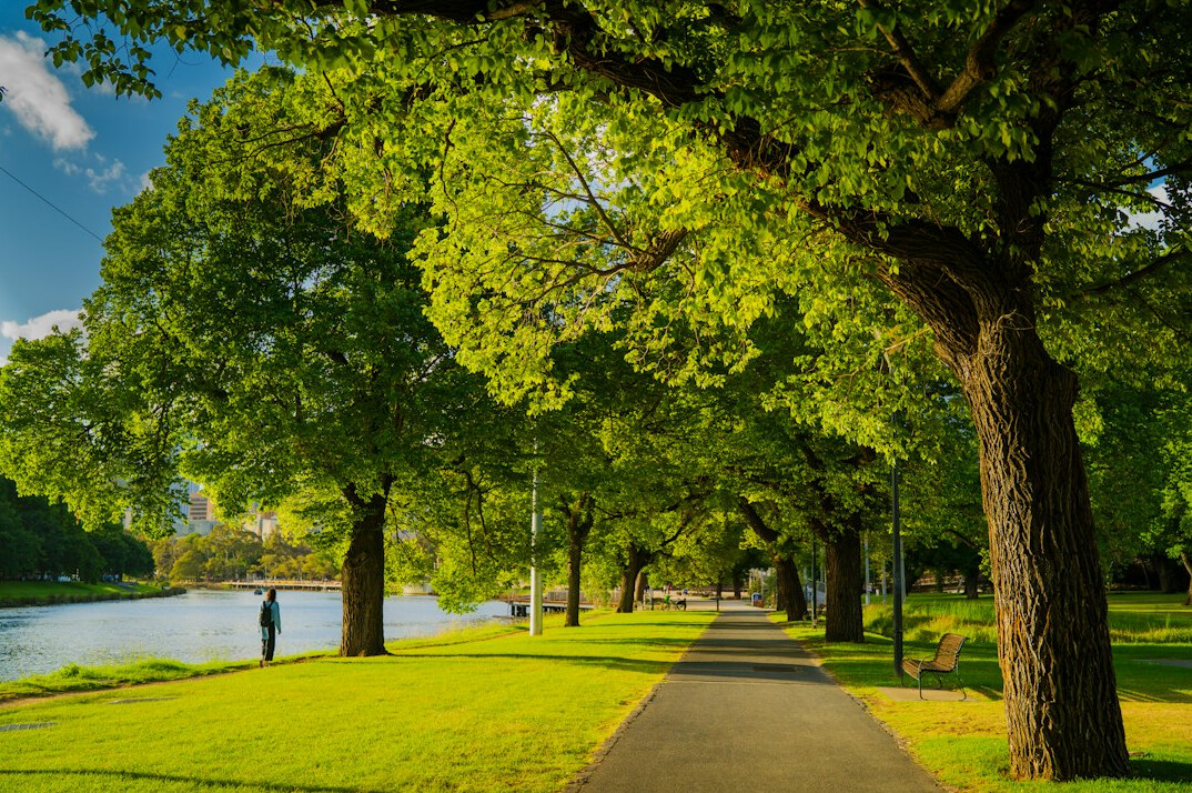person jogging in park